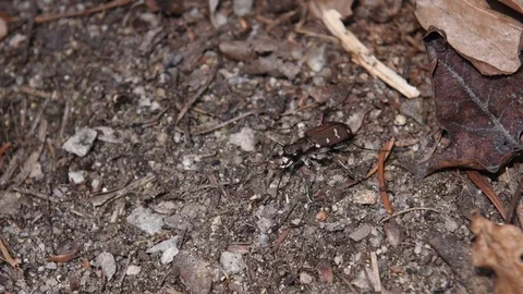 Beetle crawling Stock Footage 83099465