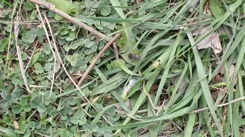 Beetle crawling in the grass Stock Footage 22179542