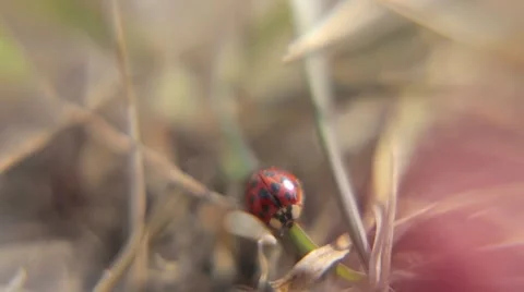 Beetle crawling on grass Stock Footage 51859475
