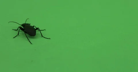 Beetle crawling on green screen, Chroma key, violet ground beetle, tight shot 2 Video stock 125490251