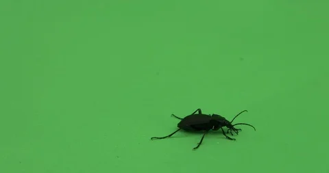 Beetle crawling on green screen, Chroma key, violet ground beetle, tight shot 3 Stock Footage 125491189