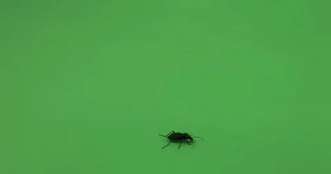 Beetle crawling on green screen, Chroma key, violet ground beetle, wide shot 3 Stock Footage 125491444