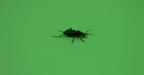 Beetle crawling on green screen, Chroma key, violet ground beetle, tight shot 5 Stock Footage 125491815