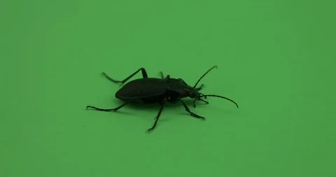 Beetle crawling on green screen, Chroma key, violet ground beetle, close up 4 Stock Footage 125492538