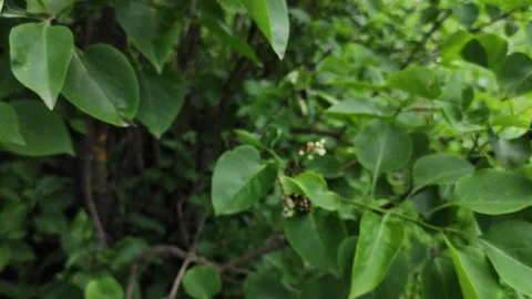 Beetle crawling on the leaves of a bush Stock Footage 133233621
