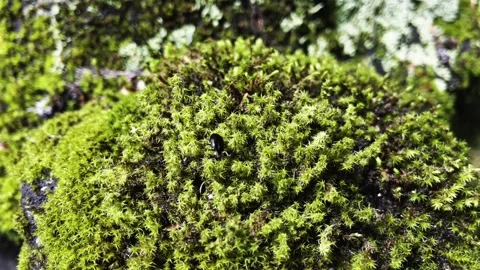 Beetle Crawling on Moss Stock Footage 320819176