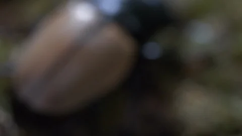 Beetle is crawling on a moss grass 2 Video stock 104691252