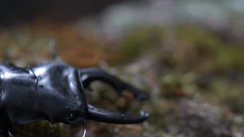 Beetle is crawling on a moss grass 3 Video stock 104691408