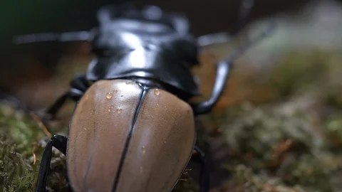 Beetle is crawling on a moss grass Video stock 104691235