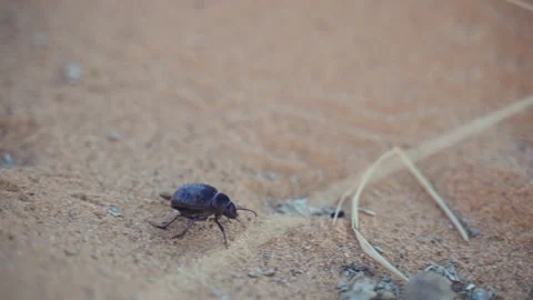 Beetle Crawling Over Sand In Desert Stock Footage 146103323