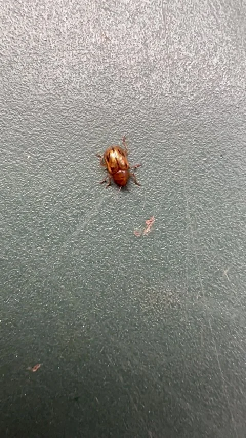 A beetle crawling over a table Vídeos de archivo 301029483