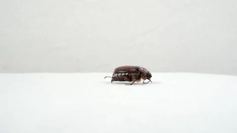 The beetle is crawling over a white surface. Stock Footage 157002078