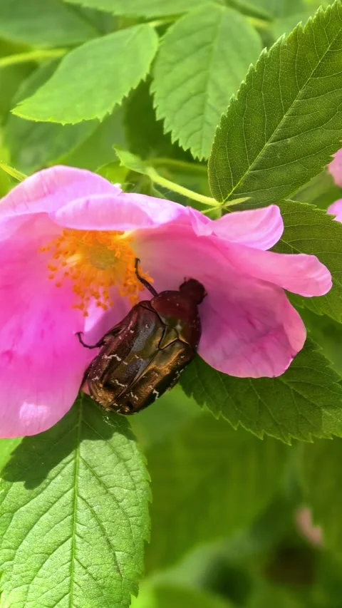 Beetle crawling on pink wild rose flower, spring garden macro scene and insect n Stock Footage 335631659