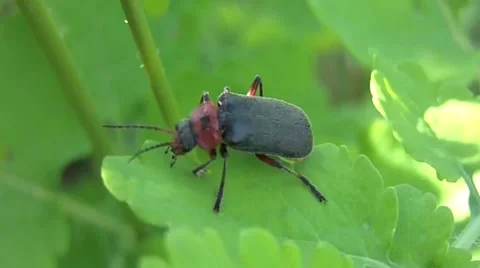 Beetle crawling on the sheet Stock Footage 48013386