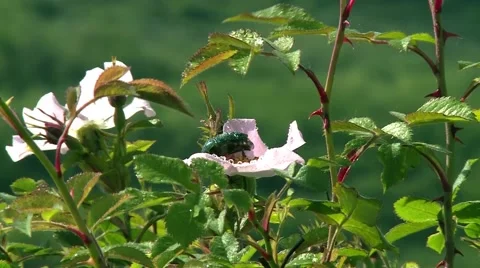 Beetle crawling on a wild rose flower. Stock Footage 62732619