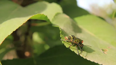 A beetle crawls along the edge of a swinging leaf Stock Footage 221397512