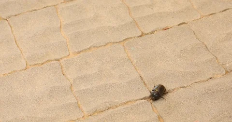 Beetle crawls away after fighting ants Stock-Footage 100368041