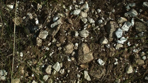 The beetle crawls 스톡 동영상 75491678