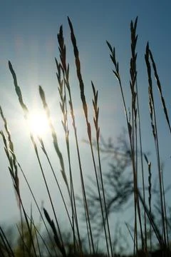 Beetle crawls on the grass against the backdrop of the setting sun. botany an Stock Photos