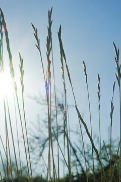 Beetle crawls on the grass against the backdrop of the setting sun. botany an Stock Photos