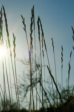 Beetle crawls on the grass against the backdrop of the setting sun. botany an Стоковые фото