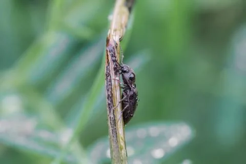 A beetle crawls up on the grass outside Stock Photos
