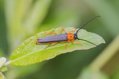 A beetle crawls up on the grass outside Stock Photos