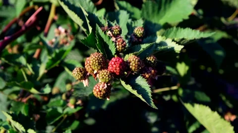 A beetle crawls over unripe raspberries and green leaves in the sunset light Stock Footage 161908690