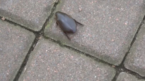 The beetle crawls on paving slabs Stock Footage 102906260