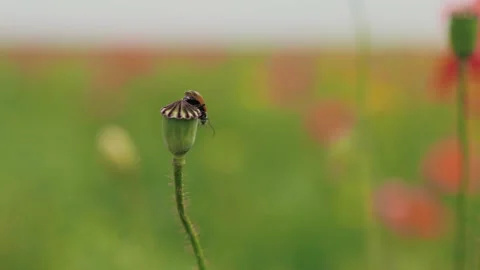 Beetle crawls on a poppy bud without petals then flies away from it on a gree Stock Footage 131555006