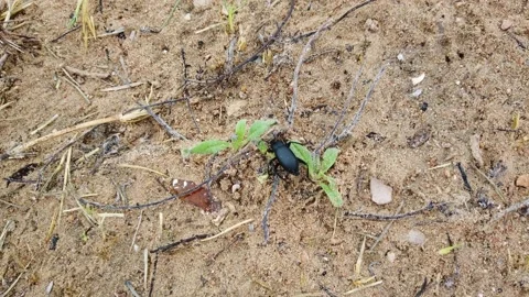 Beetle crawls on the sand. Stock Footage 133791210