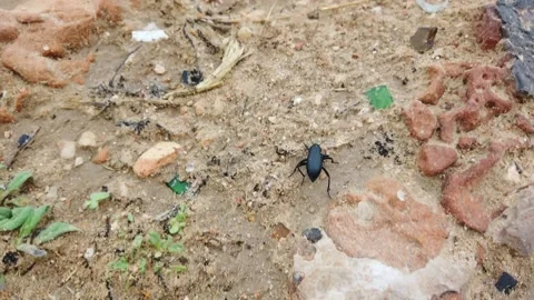 Beetle crawls on the sand. Stock Footage 133795747