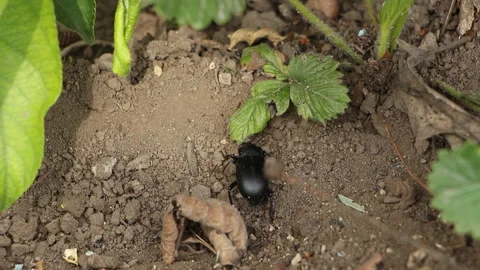Beetle creeps on the ground in the garden Stock Footage 111466132