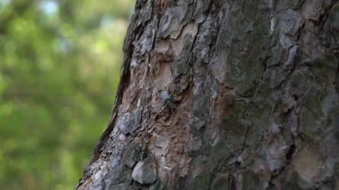 Beetle creeps on a tree bark Stock Footage 130488241