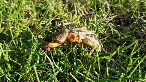 Beetle cricket on the grass Stock Footage 75236402