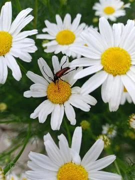 Beetle on daisies Stockfoto's