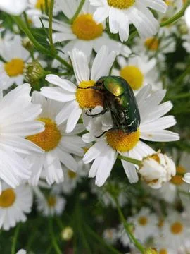 Beetle on Daisies Foto stock
