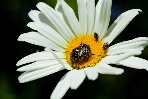 Beetle on a Daisy close up on a blurry background Stock Photos