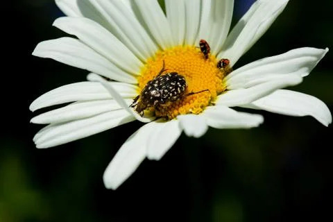 Beetle on a Daisy close up on a blurry background Stock Photos