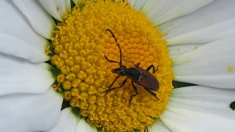 Beetle on Daisy eating nectar. Stock Footage