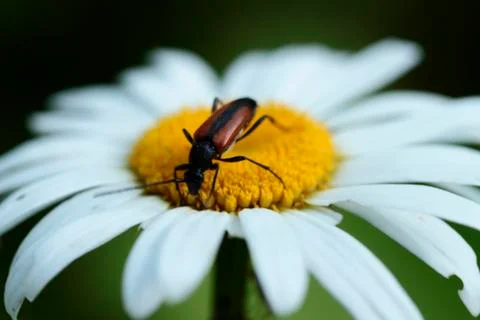 Beetle on a daisy flower Stock-Fotos