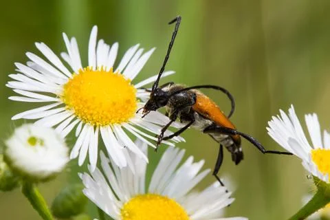 Beetle on a daisy flower Stock Photos