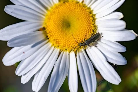 Beetle on a Daisy flower Stock Photos