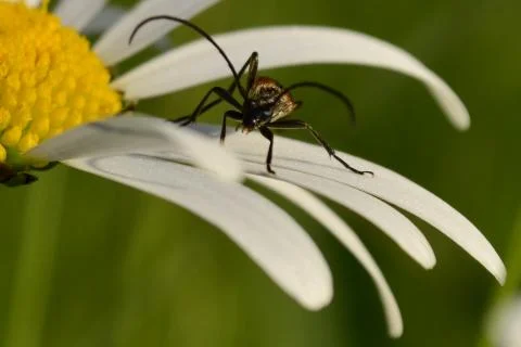 Beetle on daisy 写真素材