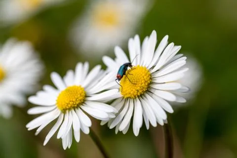 An beetle on a daisy Stock Photos