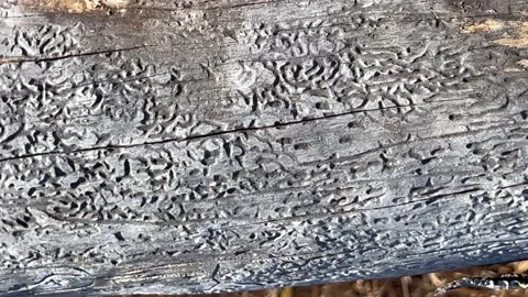 Beetle damage on fallen tree trunk Stock Footage 219282807