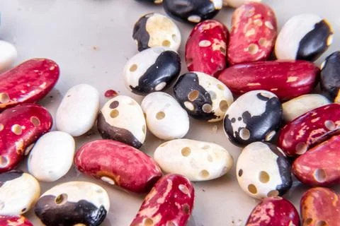 Beetle-damaged beans of multicolored spotted beans lie on a plate Stock Photos