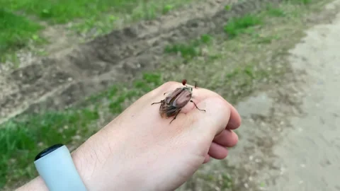 Beetle with a damaged wing tries to take off from the hand. Stock Footage 154297136