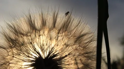 Beetle on a Dandelion Stock Footage 304492171