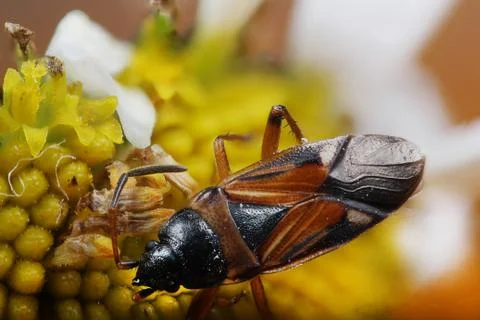 Beetle on a dandelion in the macro scale Foto stock